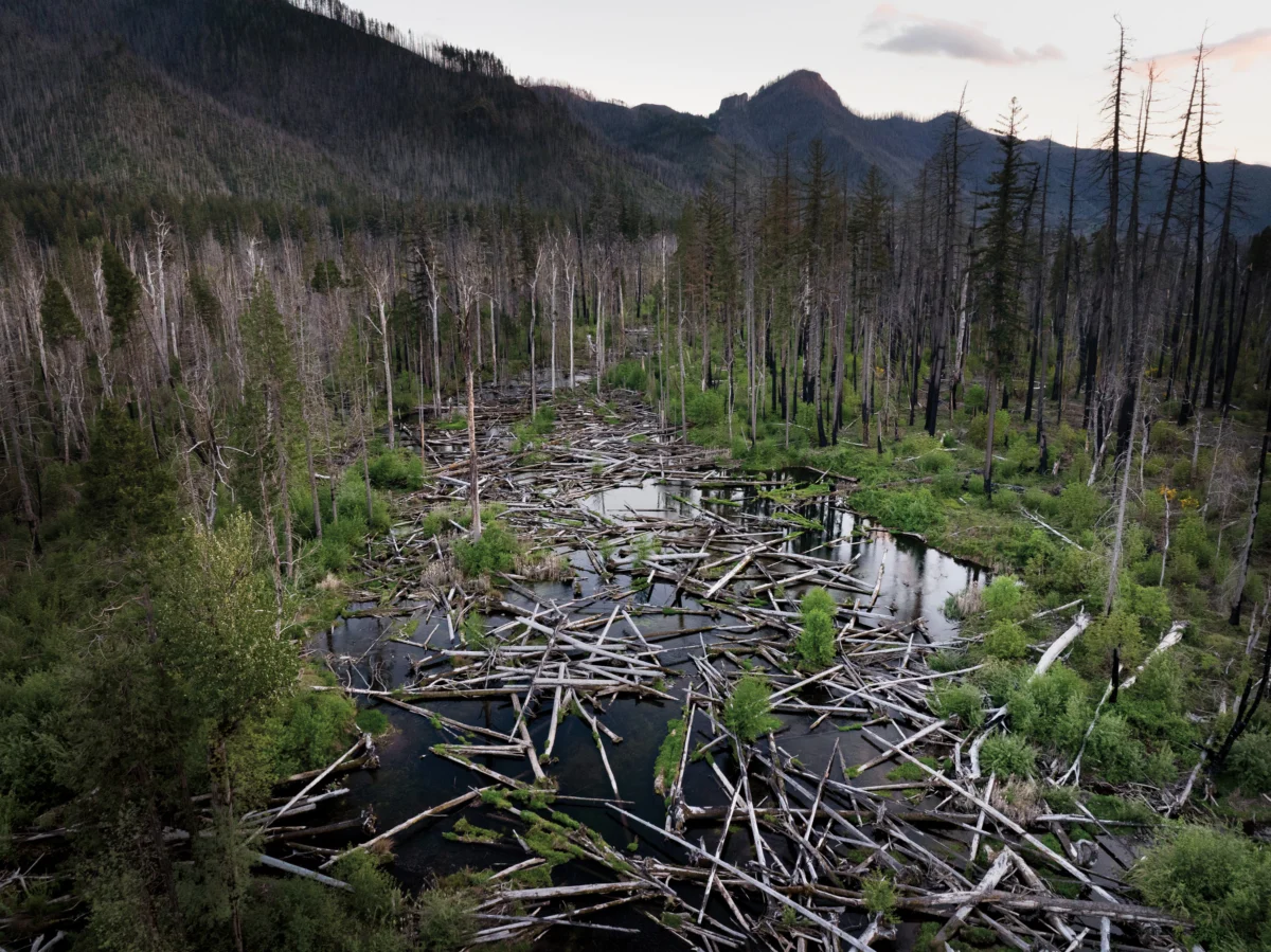 Quartz Creek Restoration Embraces Radical "Stage 0" Approach to Revitalize Oregon’s McKenzie River Watershed.
