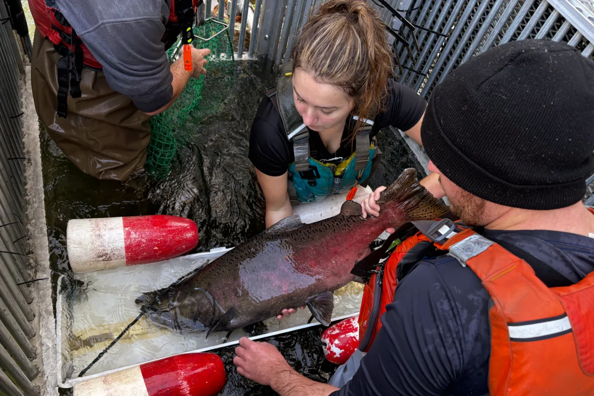 Salmon’s Remarkable Return to California’s Putah Creek Signals Ecosystem Revival