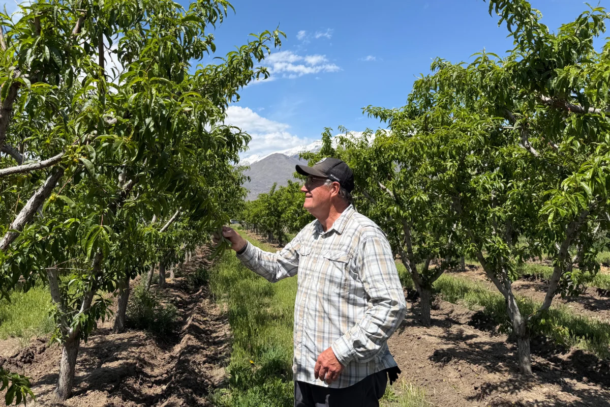 Utah’s Fruit Farms Face Near-Total Crop Devastation After Unprecedented Freeze Events.