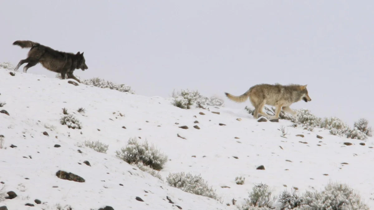 Ninth Circuit Hears Landmark Case That Could Redefine Wolf Protections Across the Western United States.