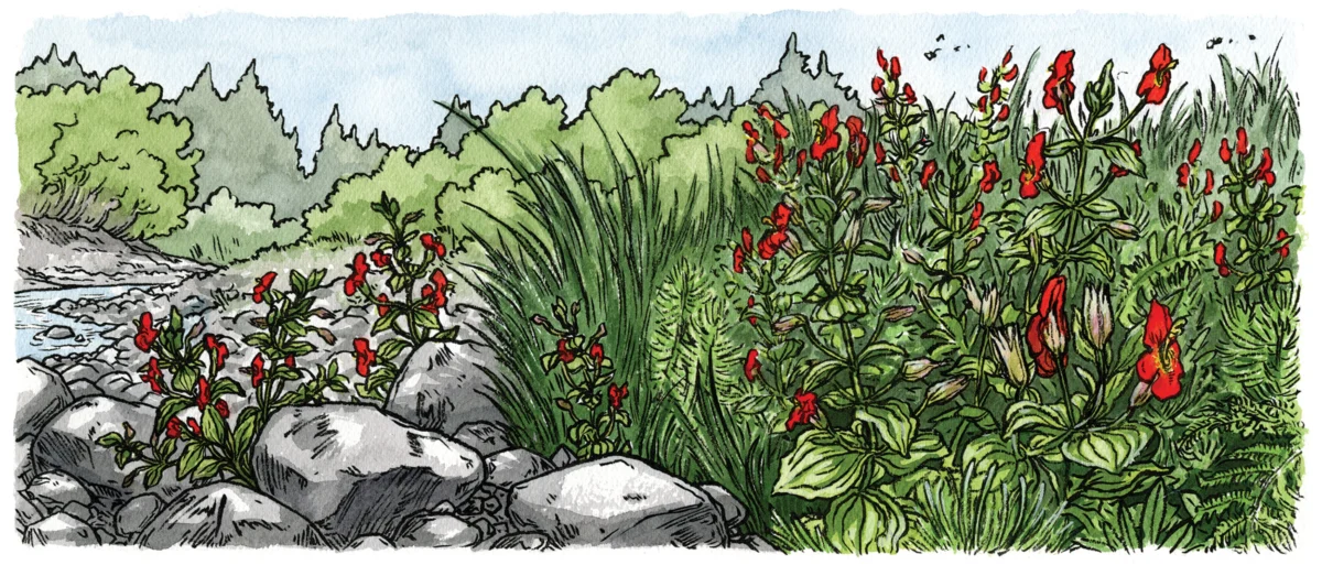 Scarlet Monkeyflowers Demonstrate Rapid Evolutionary Adaptation to Climate Change.